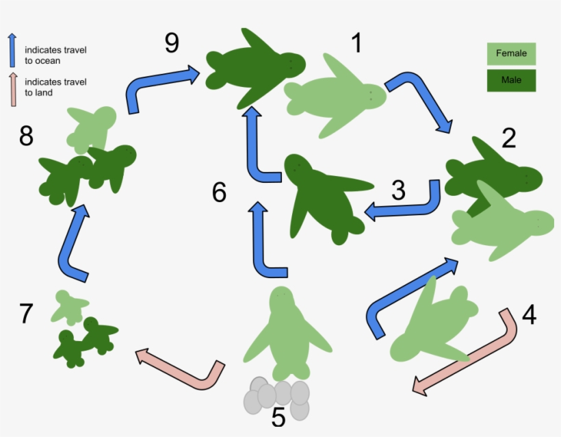 Open - Marine Turtles Life Cycle, transparent png download