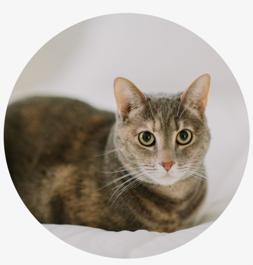 Zoey - Portable Network Graphics, transparent png download