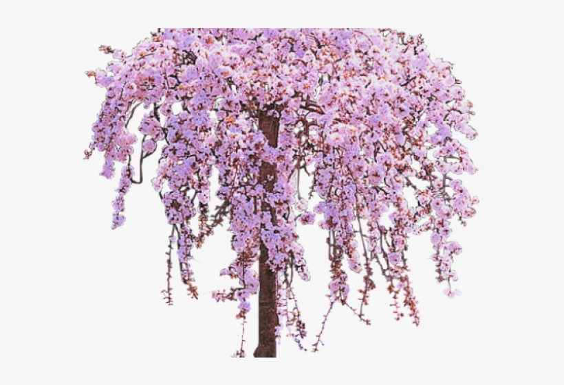 Cherry Tree Clipart Lilac Tree - Wisteria Tree Png, transparent png download