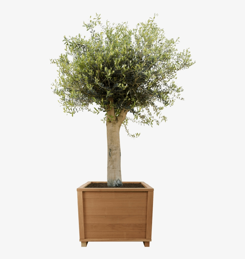 River Birch Png, transparent png download