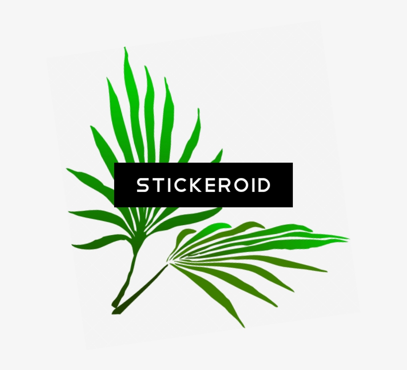 Sukkot Palm Branch - Palm Frond Clip Art, transparent png download