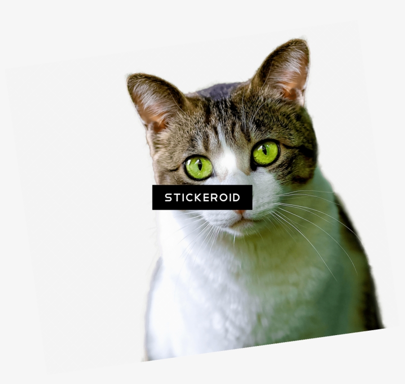 Cat Green Eyes - American Wirehair Cat Square Necklace - White M, transparent png download