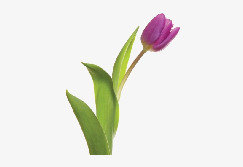 Thirsty Flowers - Tulip, transparent png download
