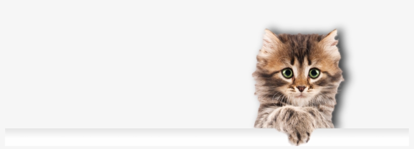 Furry Friends Stickers, transparent png download