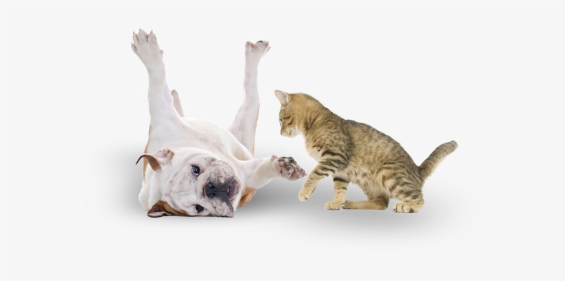 Social, Civil, And Savvy: Training & Socializing, transparent png download