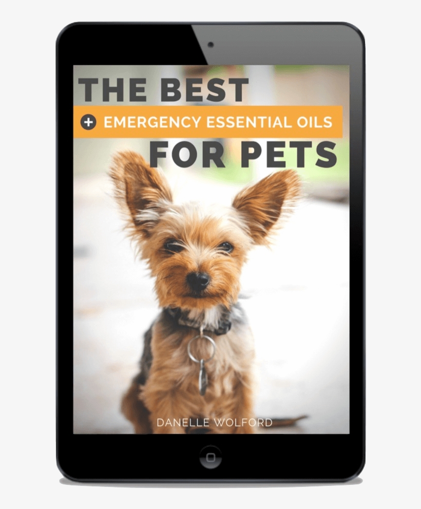 Click Here To Watch My - Essential Oil, transparent png download