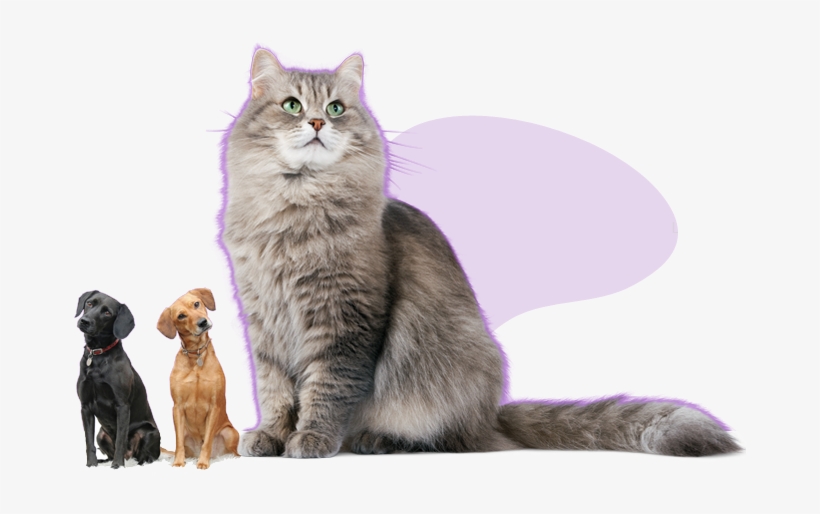 Dog Img Cat - Cute Cat Png, transparent png download