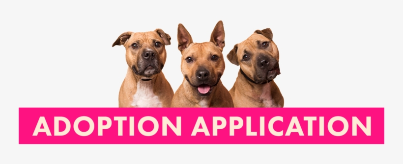 Adoption, transparent png download
