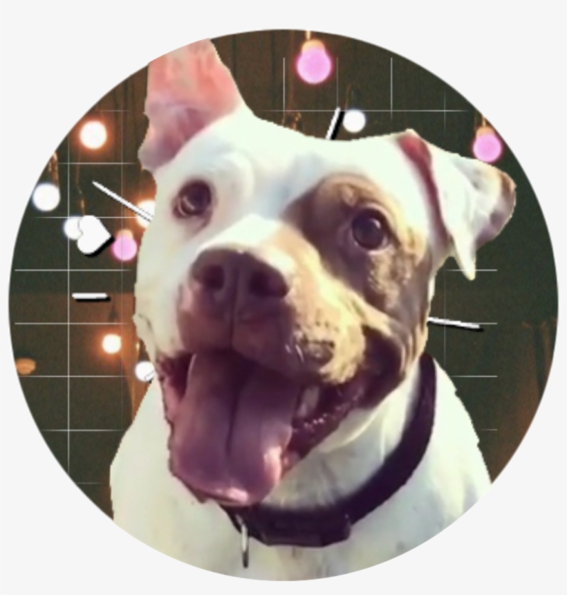 Dog, transparent png download