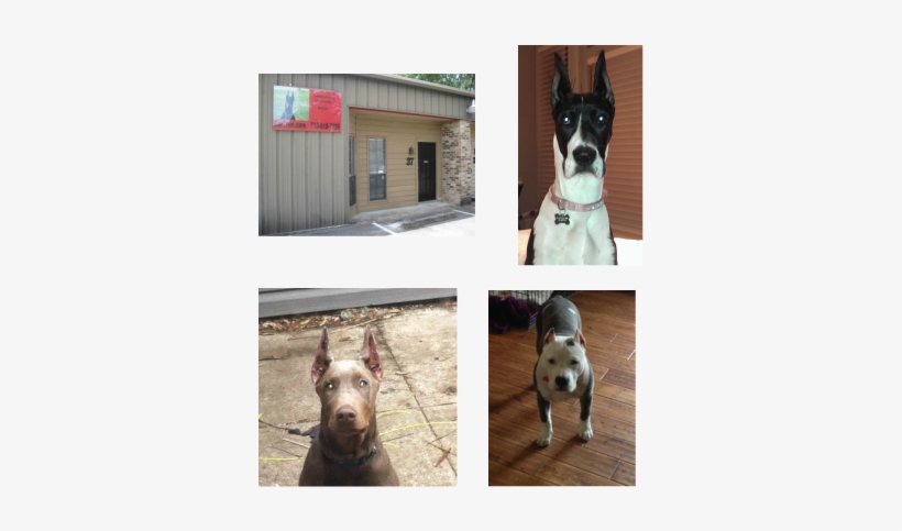 Dog Ear Cropping Houston Tx, transparent png download