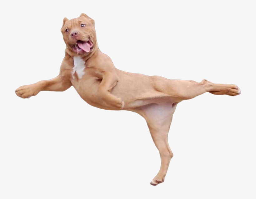 Cutout - Lion, transparent png download