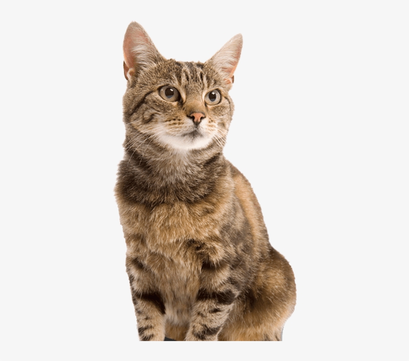 Cat - 2213 Arenero Con Borde De Colores Y Pala Para Su Gato, transparent png download