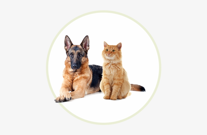 Our Animals Are The Ones Listed At Sanilac County Humane - German Shepherd Sniffer Dog, transparent png download