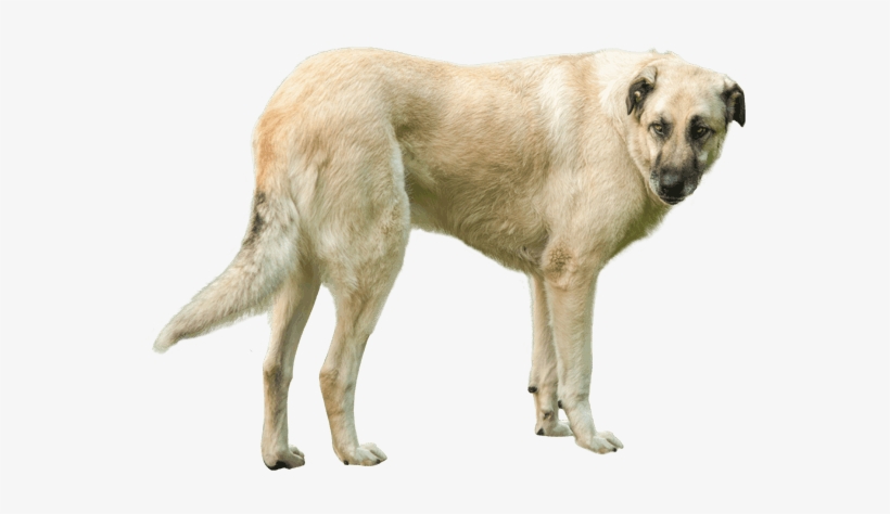 Dog, transparent png download