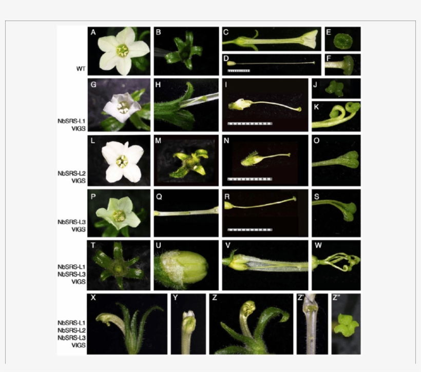 Phenotypes Of N - Nicotiana Benthamiana, transparent png download