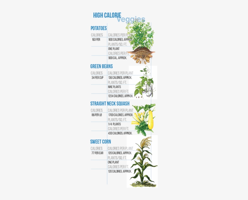 Latest See What I Mean About How Hard It Is To Survival - Giclee Painting: Maize, Or Indian Corn Plant, 61x46in., transparent png download