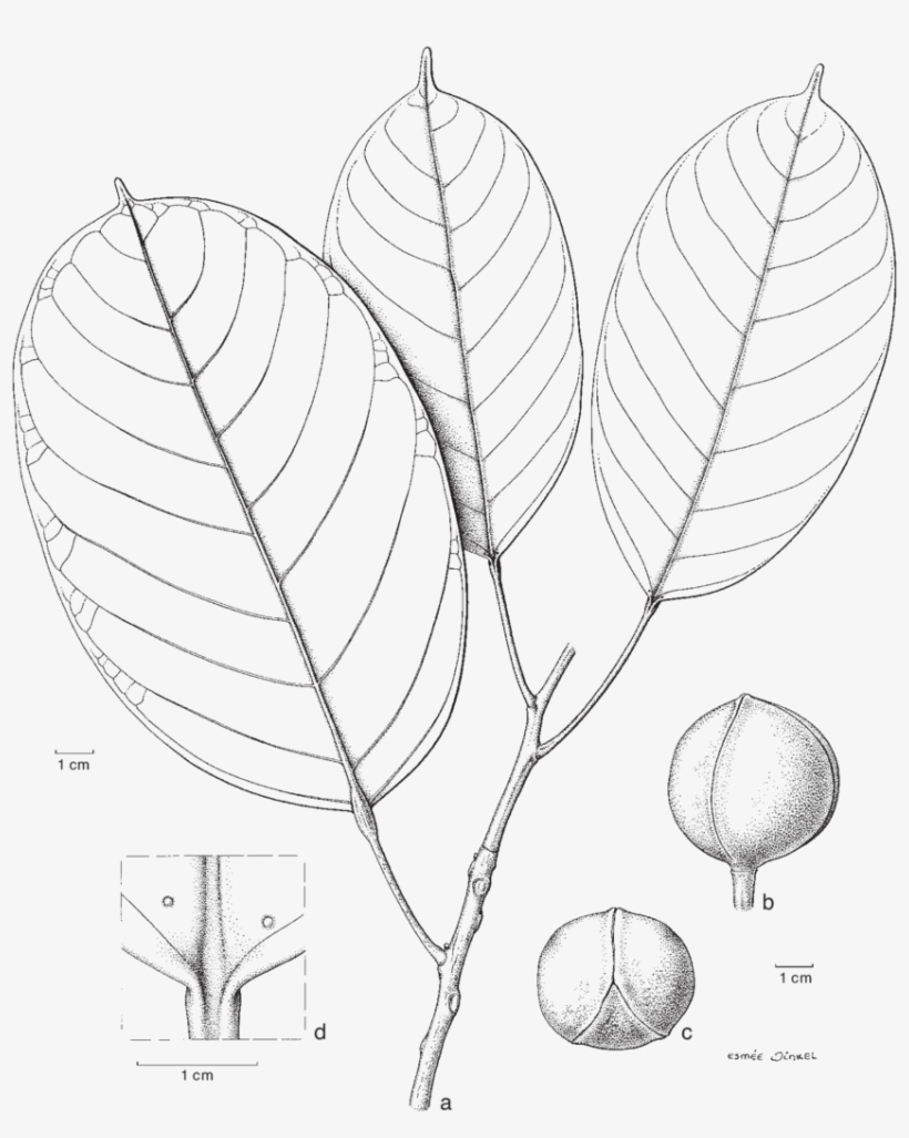 Picture Transparent Blumeodendron Subrotundifolium - Sketch, transparent png download