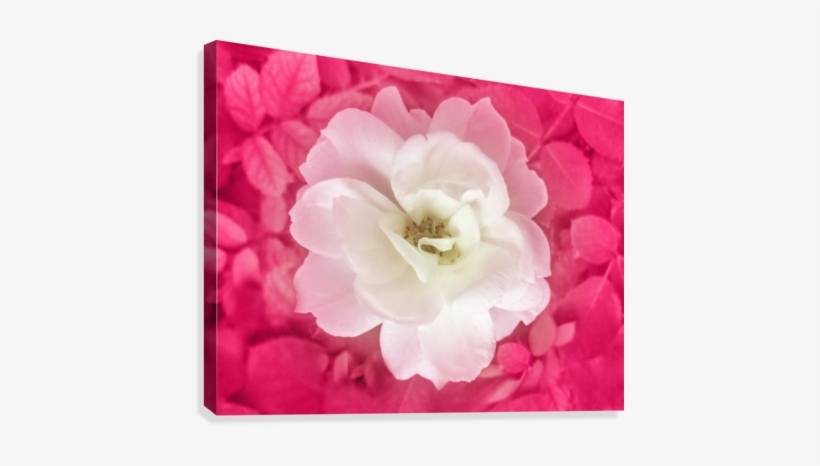 White Rose Top View Canvas Print - Weiße Rose Mit Rosa-blätter Um Draufsicht Karte, transparent png download