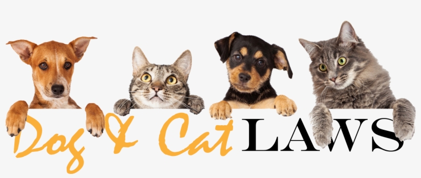 Cats And Dogs In A Row, transparent png download