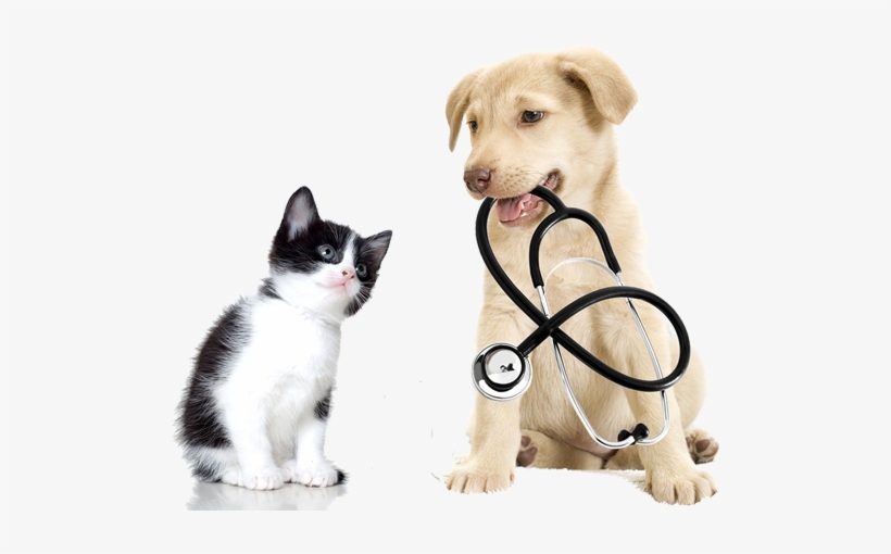 Image Is Not Available - Dog And Cat Exams, transparent png download