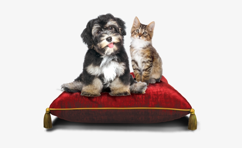Royal Dog And Cat - Sutter Lane Sketchbook For Drawing And Mixed Media, transparent png download