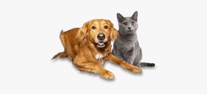 A Little Research Can Help You Find The Best Tulsa - Chartreux Kitten Cat Mens Ladies Black Jelly Silicone, transparent png download