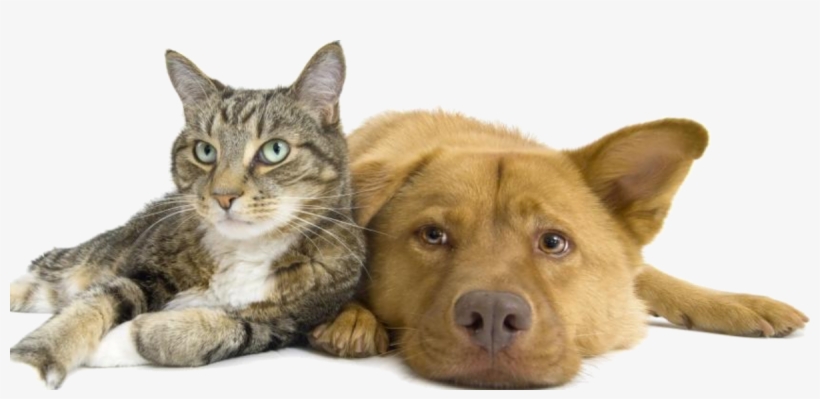 Weyburn Humane Society - Dog And Cat Render, transparent png download