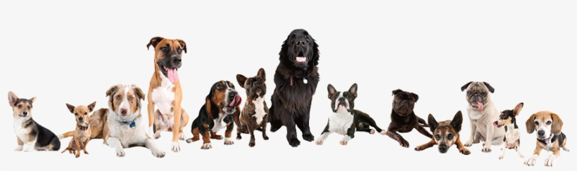 Masthead Of Dogs - Boston Terrier Training Guide. Boston Terrier Training, transparent png download