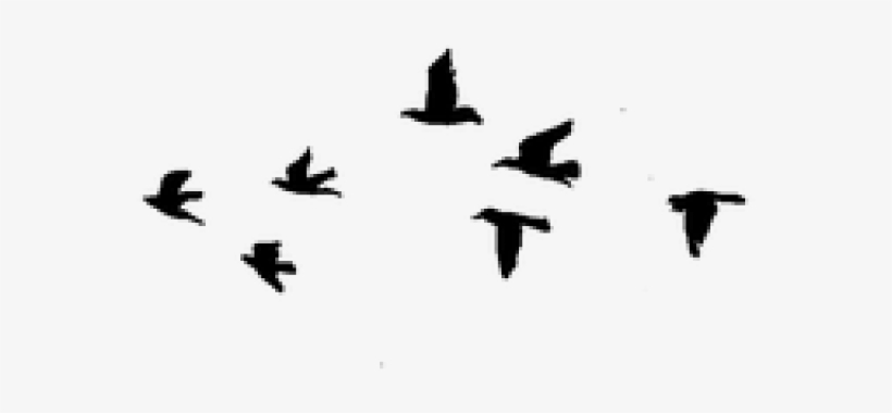Birds Flying Png, transparent png download