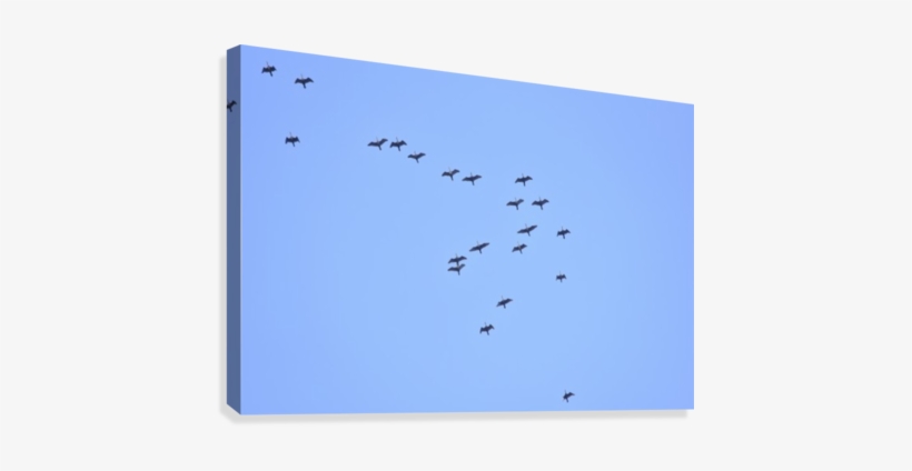 Flock Of Geese 2 Canvas Print - Flock, transparent png download
