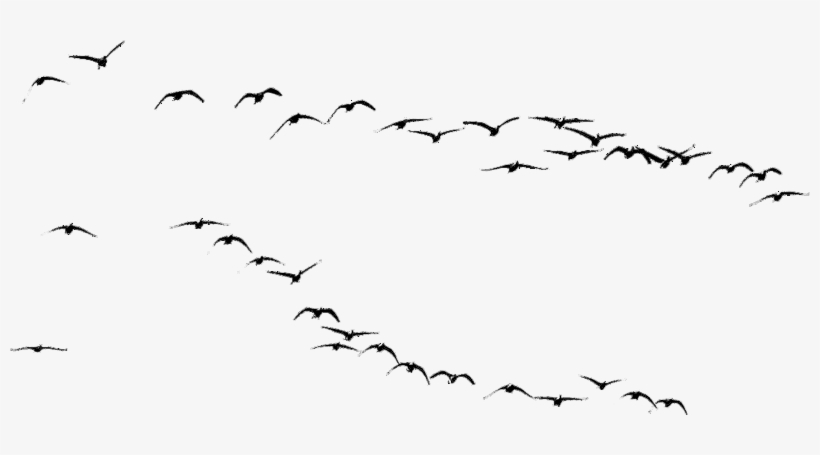 Birds Png - Immagini Uccelli Png, transparent png download