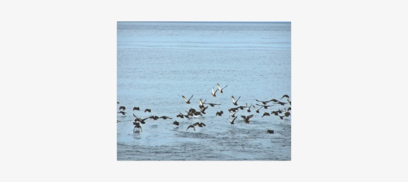 Flock Off Poster 20"x16" - Flock, transparent png download