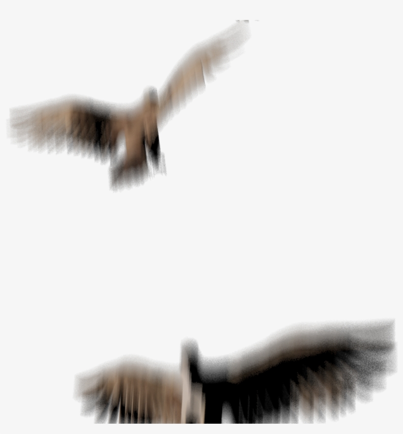 I Promised More Information And Visuals Regarding The - Hawk, transparent png download