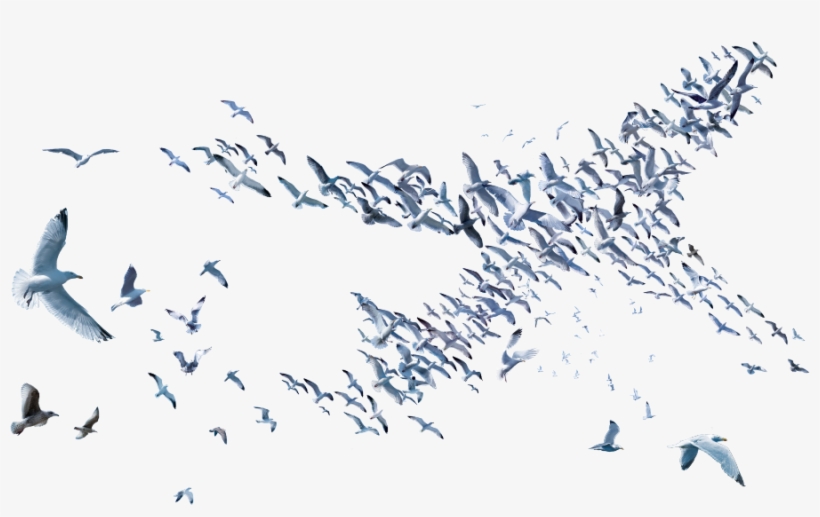 We See Opportunities Where Others Don't - Flock, transparent png download