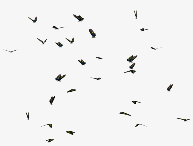Go To Image - Bird, transparent png download