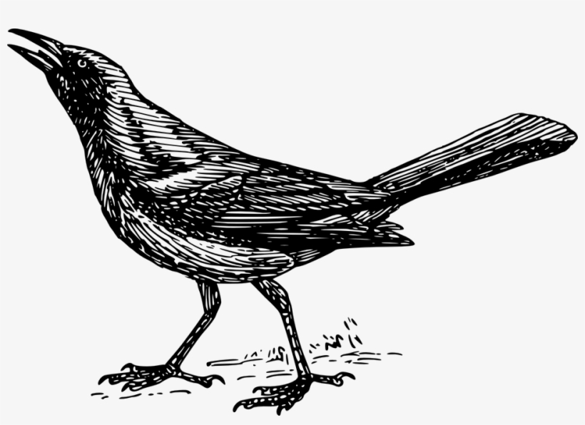 What Are Those Massive Flocks Of Black Birds In High - Grackle Clipart, transparent png download