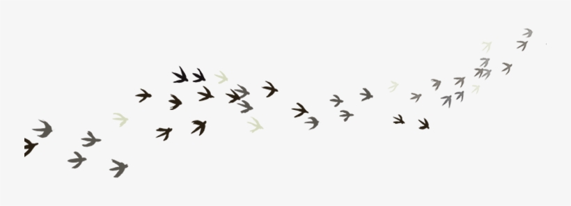 Flock, transparent png download