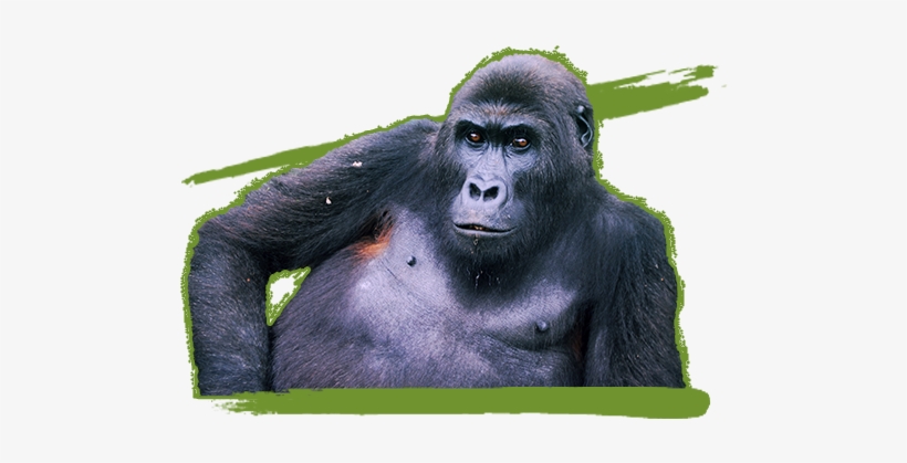 Itebero - Common Chimpanzee, transparent png download