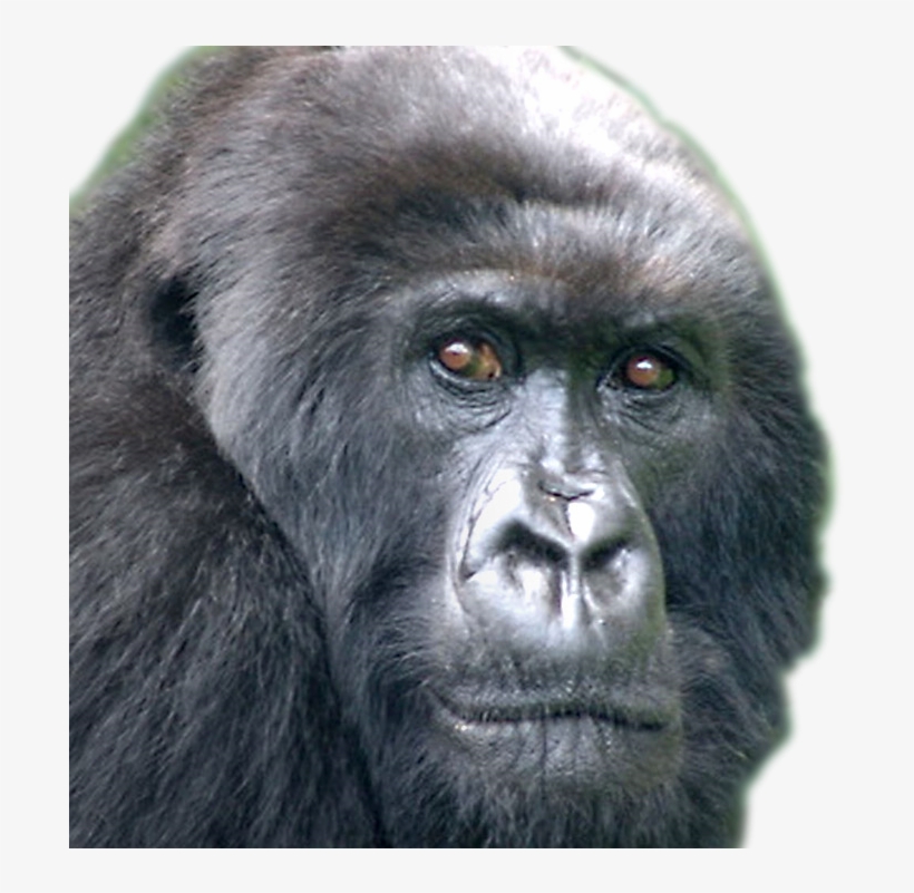 Day Did Harambe Die, transparent png download
