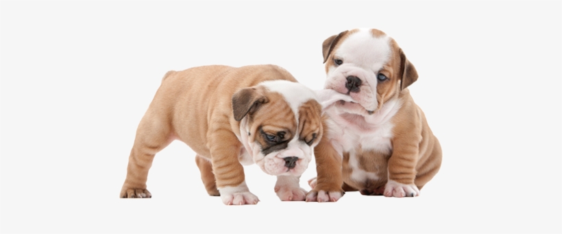 Two-dogs - Quokka King Puppies: Bulldog Sleeping Mask, transparent png download