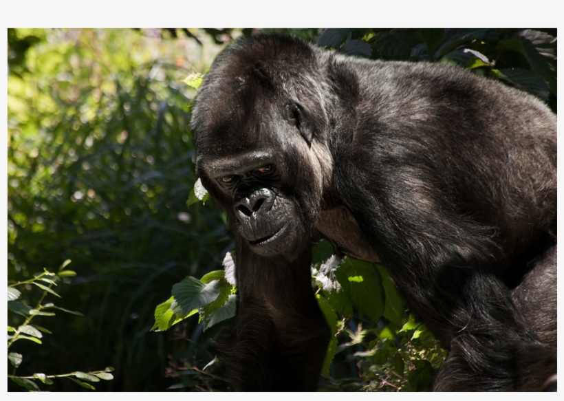 700 Species Face Cc Threat - Gorilla, transparent png download