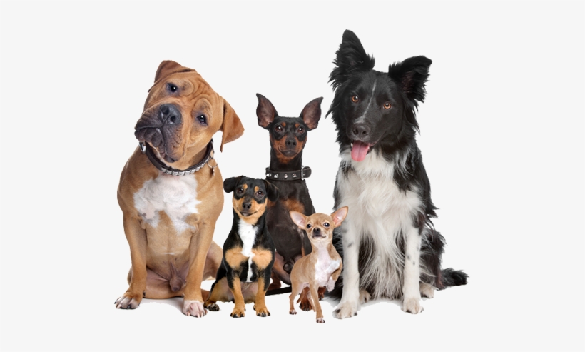 Well Trained Dogs - Group Of Smart Dogs, transparent png download