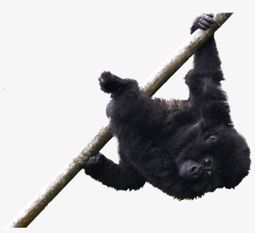 Infant Mountain Gorilla Temberurwanda Of The Muhoza - Siamang, transparent png download