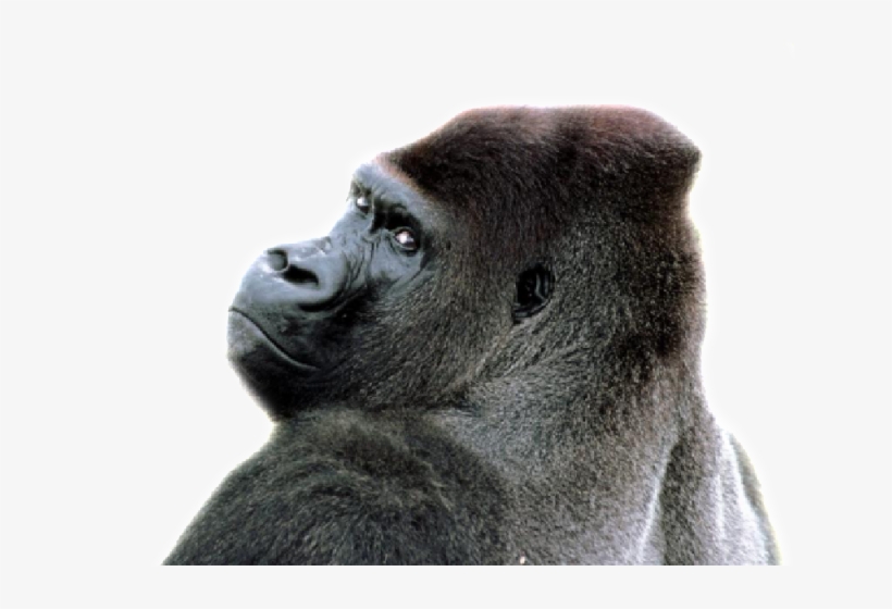 News, Pics, Videos - Monkey Silent Arabic Numbers Round Wall Clock Arabic, transparent png download