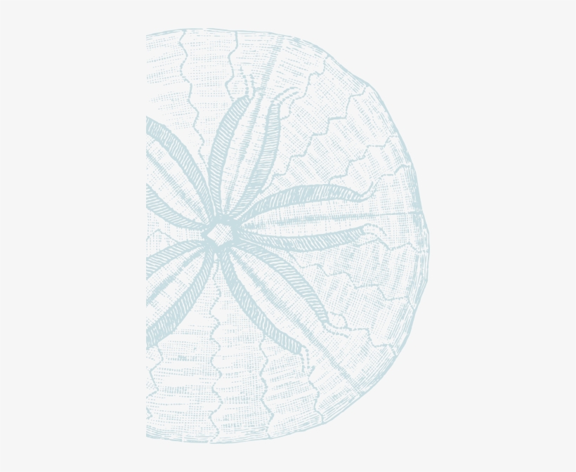 Sand Dollar - Kevin O'brien Studio Nauticals Sand (brown) Dollar, transparent png download