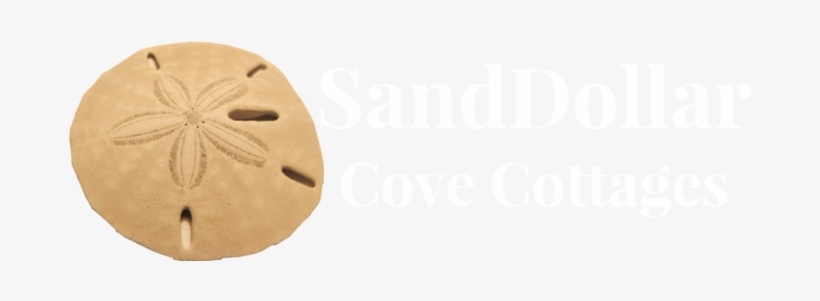 Sand Dollar, transparent png download