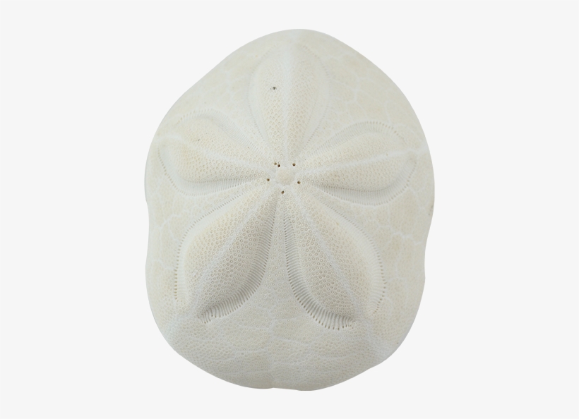 Sand Dollar, transparent png download
