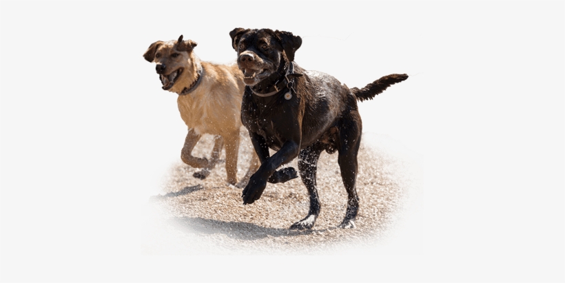 Two Dogs Running On A Beach - Labrador Running, transparent png download