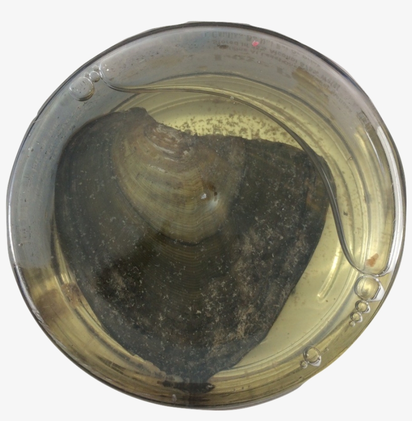 Sand Dollar Pearl, transparent png download