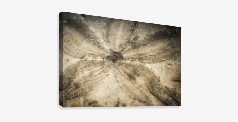A Sand Dollar Lies On The Beach - Posterazzi A Sand Dollar Lies On The Beach Cannon Beach, transparent png download